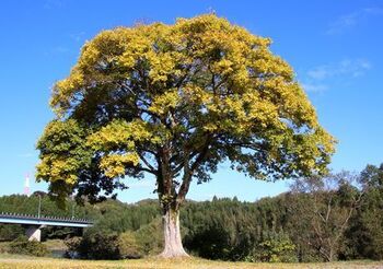10058 樹202011-01.JPG
