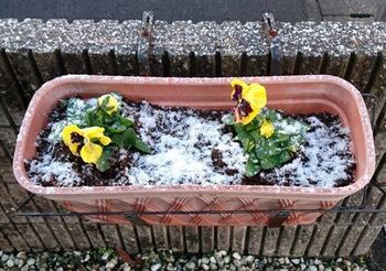 10174 雪202012-1.JPG