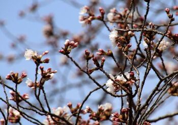 10491-1 桜202103-15.JPG