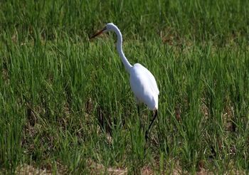 11097-1 鳥202109-12.jpg