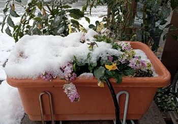 11375-2 初雪202112-3.jpg