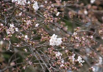 11696 桜開花202203-02.JPG