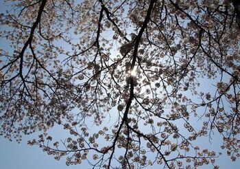 11722 桜202204-12.JPG