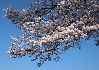 11735 桜202204-22.JPG