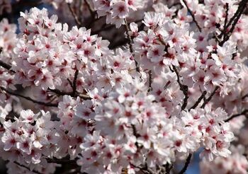 11736 桜202204-23.JPG