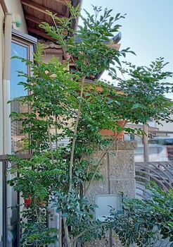 11924 シマトネリコ202206-1.jpg