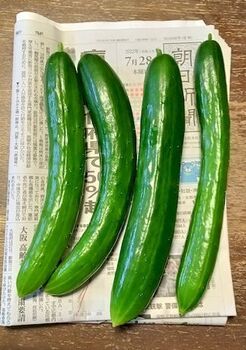 12094-3 22キュウリ0728.jpg