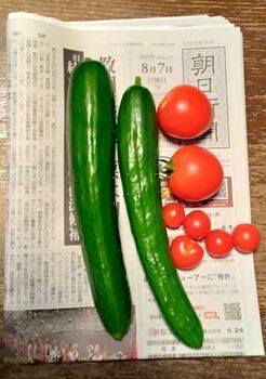 12127-2 22キュウリ0807.jpg