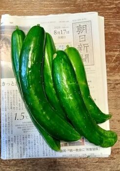 12177-1 22キュウリ0817.jpg
