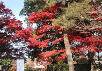 12467 紅葉202211-2.jpg