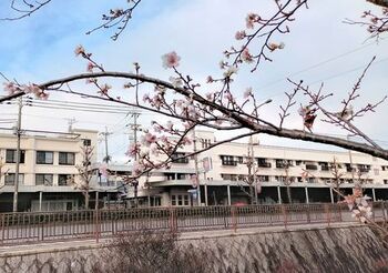 12511 桜202212-1.jpg