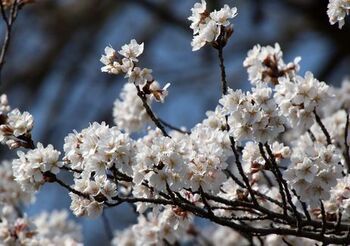 12867 桜202303-33.jpg