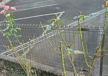13305-2 バラ202308-2.jpg