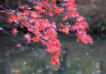 13647 紅葉202311-5.jpg