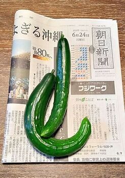 14352-1 24キュウリ0624.jpg