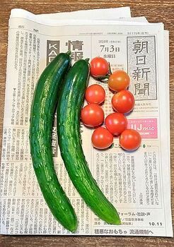 14354-3 24キュウリ0703.jpg