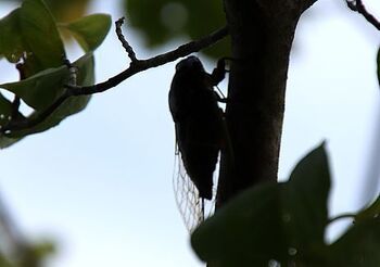14490-2 セミ202408-2.jpg