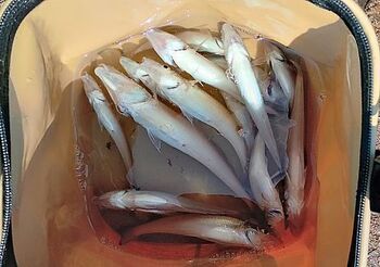14501 天ぷら202408-6.jpg
