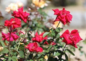 14693 花202410-6.jpg