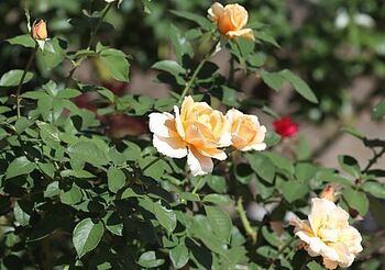 14694 花202410-5.jpg