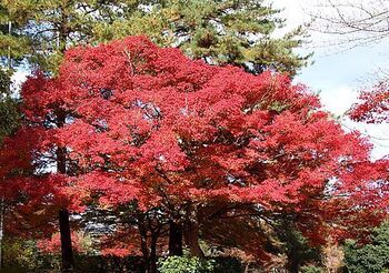 14825 紅葉202411-7.jpg