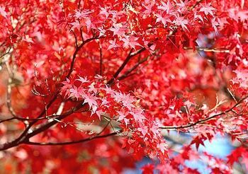 14828 紅葉202411-2.jpg