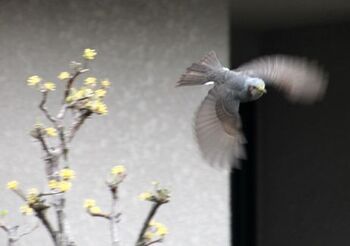 2532 鳥201404-1.jpg