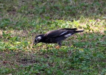 2629 鳥201405-2.jpg