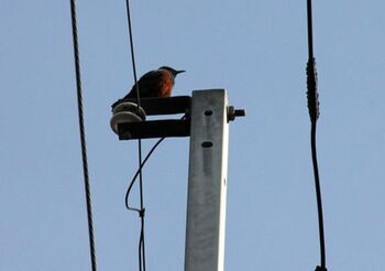 2682 鳥201404-5.jpg