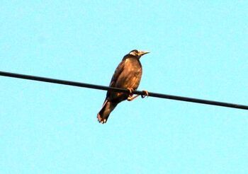 2801 鳥201407-2.jpg