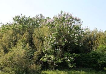 5971 桐の花2017-01.jpg