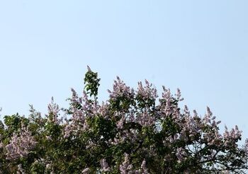 5972 桐の花2017-100.jpg
