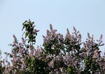 5973 桐の花2017-200.jpg