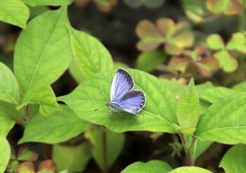 8473 むし201907-3.jpg