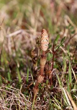 9286 動植物202003-4.JPG