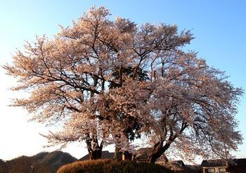9334-2 桜202004-03.JPG