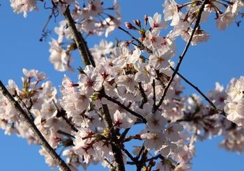 9336-1 桜202004-01.JPG