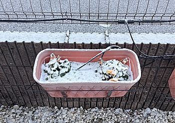 15033-2 雪202502-2.jpg