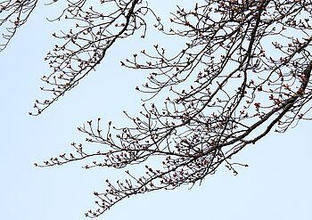 15236-1 桜202504-22.jpg