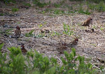 15249 鳥202504-2.jpg
