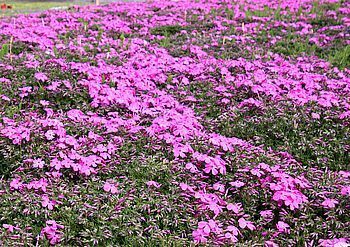 15260 芝桜202504.jpg
