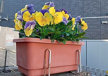 15275-2 プランター花202504-1.jpg